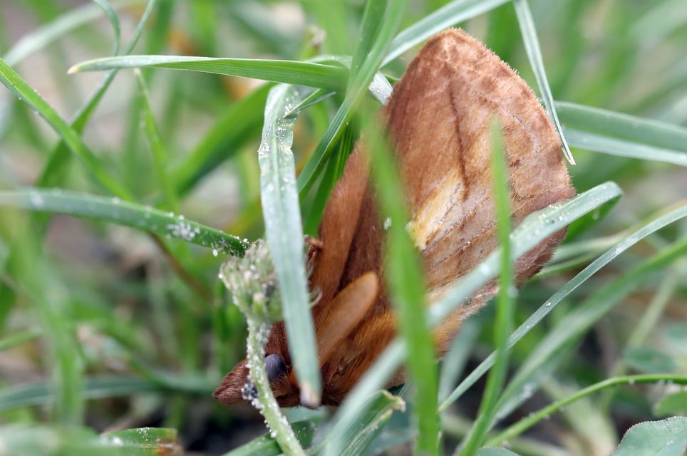 Euthrix potatoria - szomjas pohók
