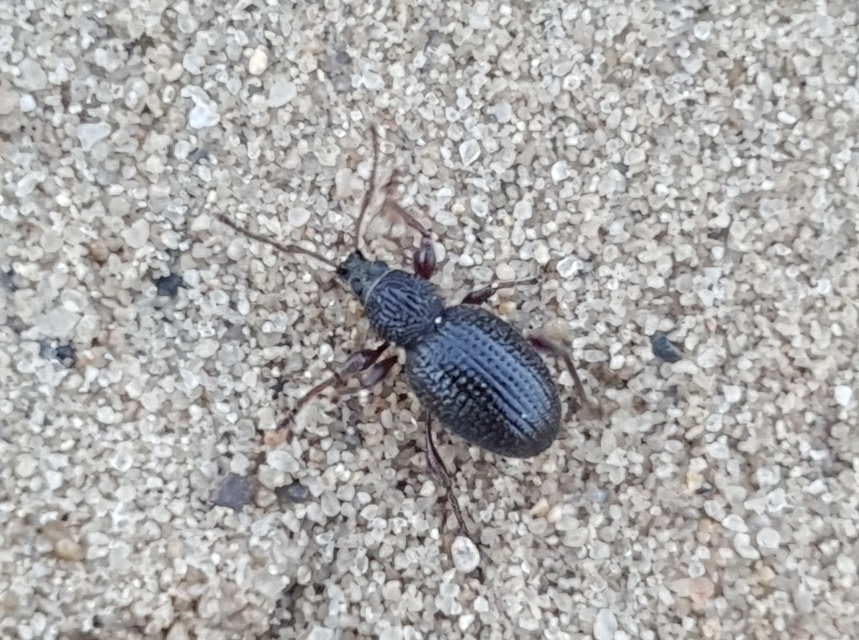 Otiorhynchus ovatus - apró gyalogormányos