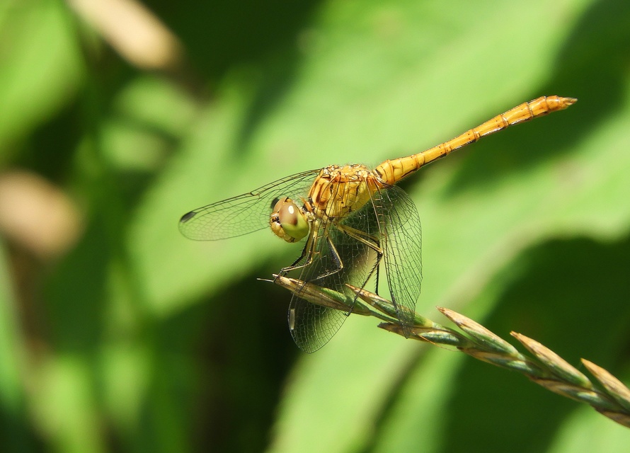 Sympetrum meridionale - fakó katona-szitakötő