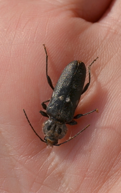Hylotrupes bajulus - házicincér