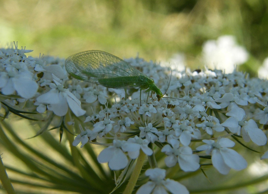 Chrysoperla