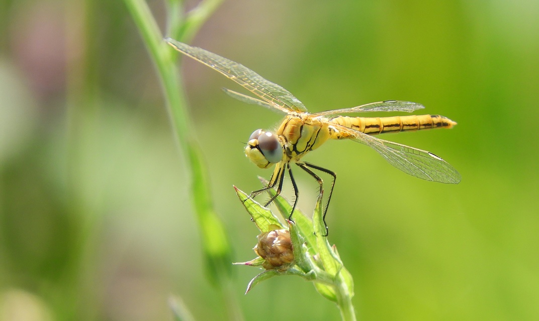 Sympetrum fonscolombii - vándor katona-szitakötő