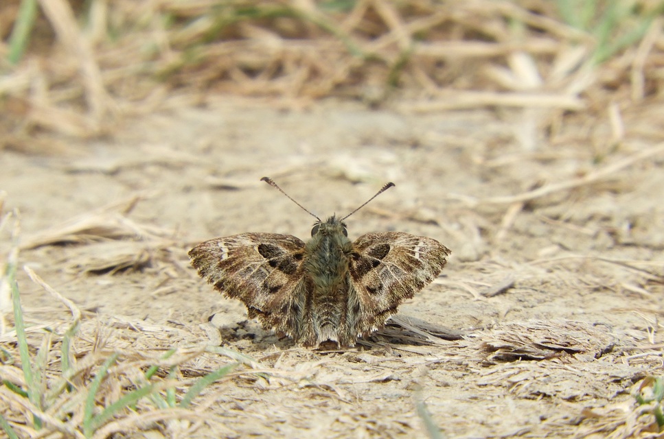 Carcharodus alceae - mályva-busalepke