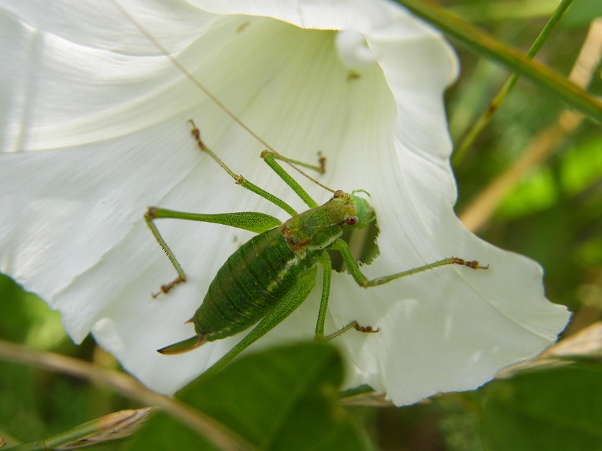 Leptophyes albovittata - közönséges virágszöcske