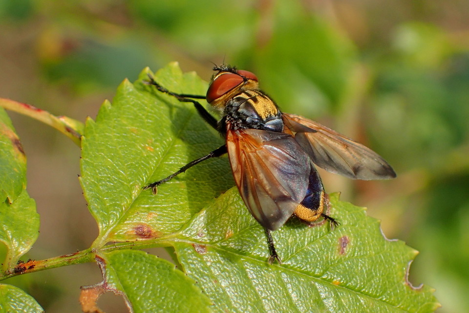 Phasia aurigera