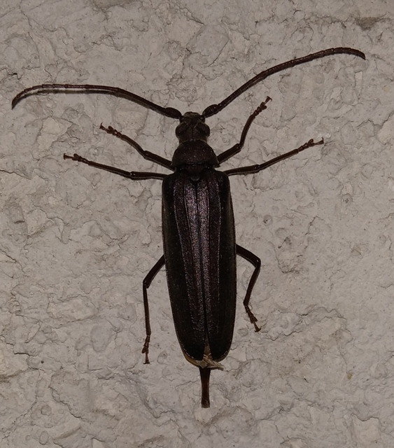 Aegosoma scabricorne - diófacincér