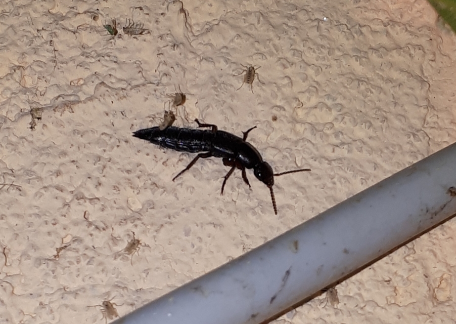 Ocypus