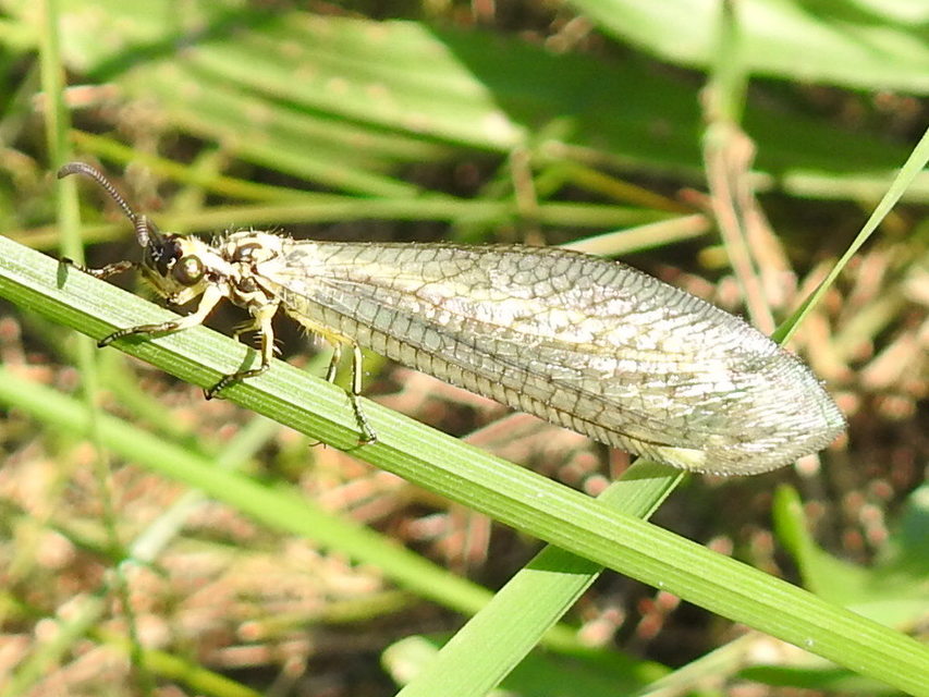 Myrmecaelurus trigrammus - hangyafarkas