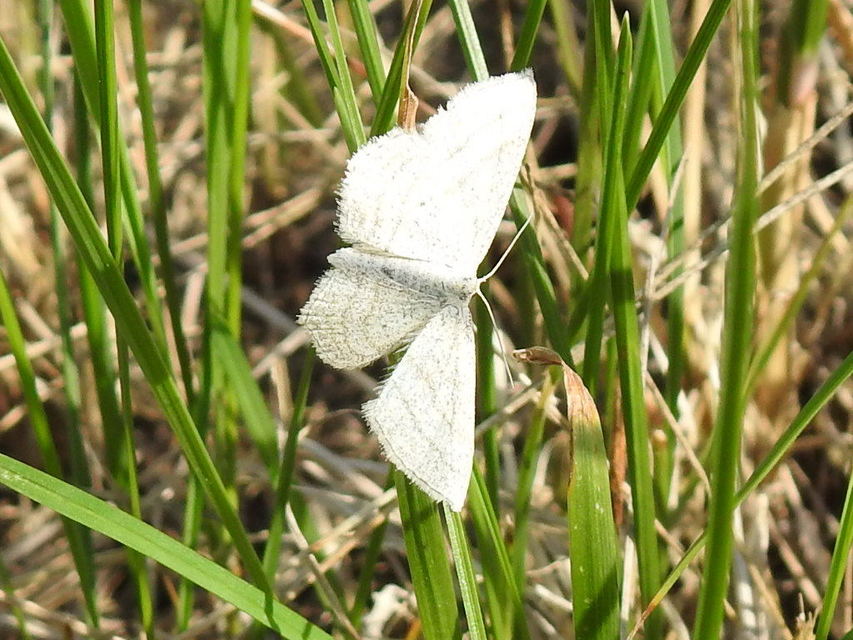 Scopula virgulata - vesszős sávosaraszoló