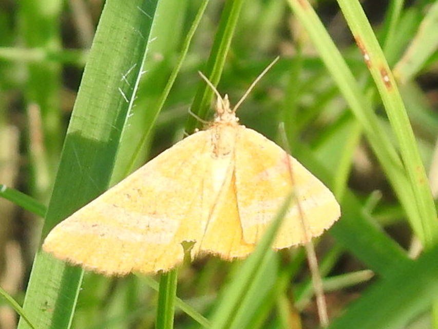 Lythria cruentaria - bíborcsíkos araszoló