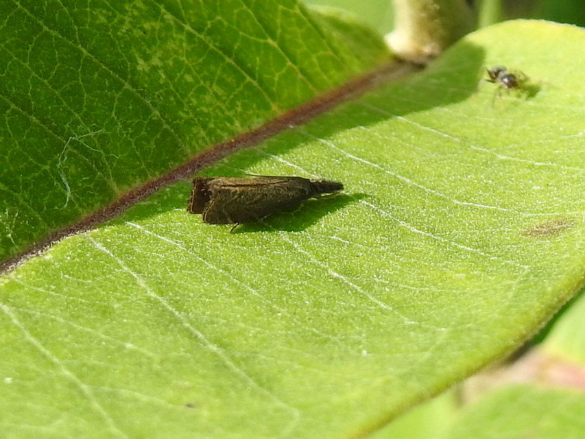 Platytes cerussella - törpe fűgyökérmoly