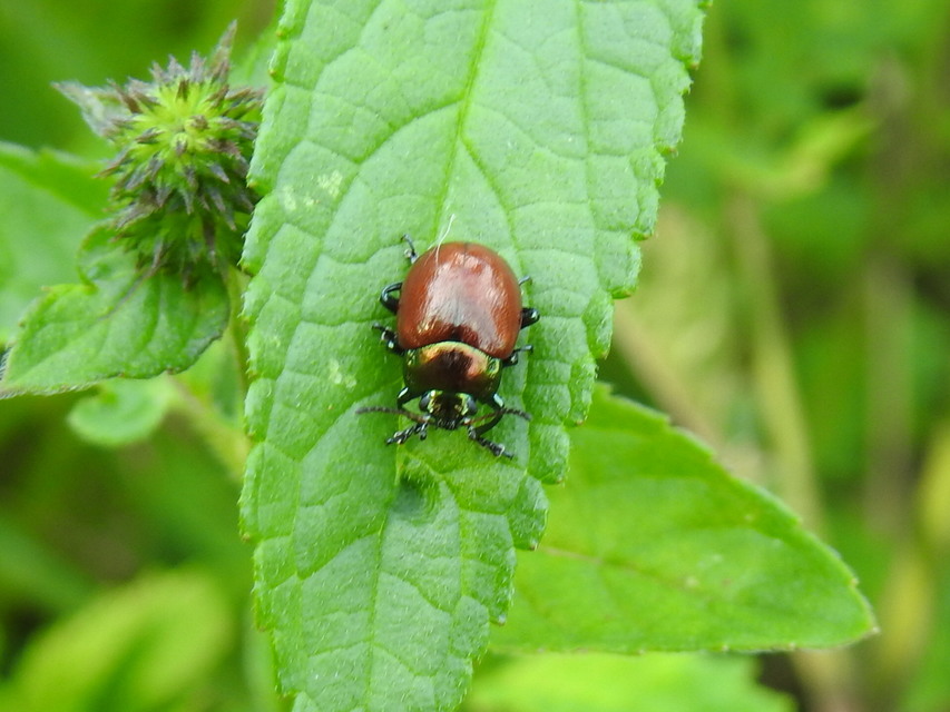 Chrysolina polita - réti mentalevelész Chrysolina polita - réti mentalevelész