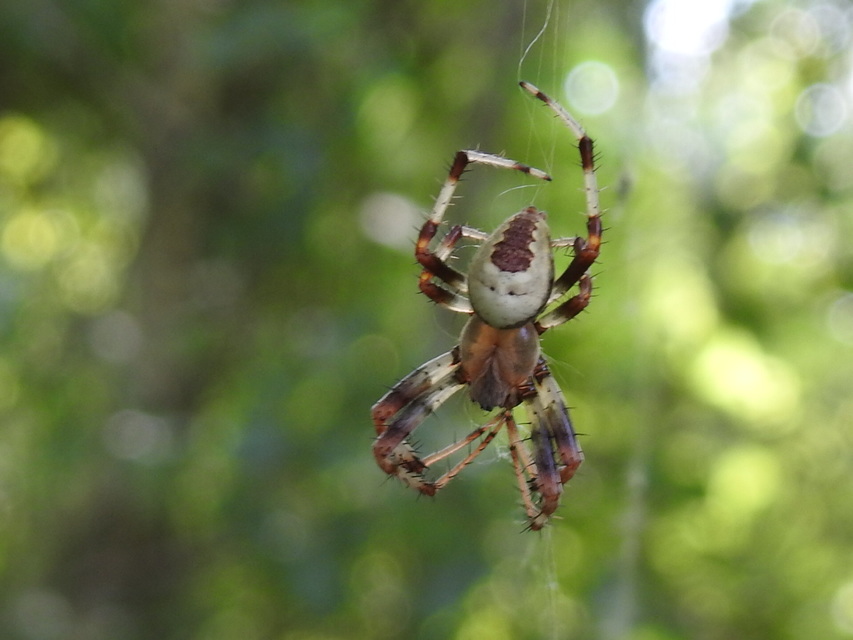 Araneus marmoreus - márványos keresztespók