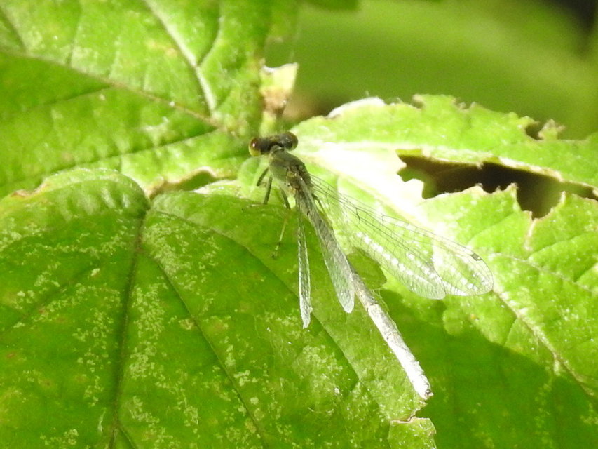 Erythromma viridulum - kis pirosszemű-légivadász