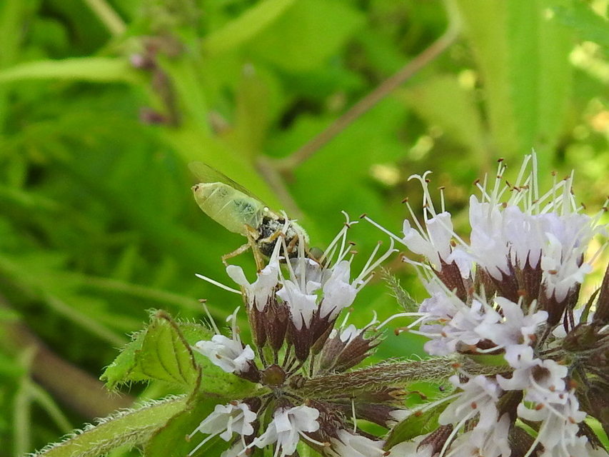 Odontomyia angulata - háromszöges zömöklégy