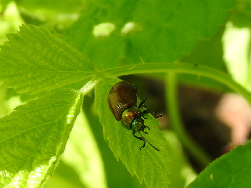 Chrysolina polita - réti mentalevelész Chrysolina polita - réti mentalevelész