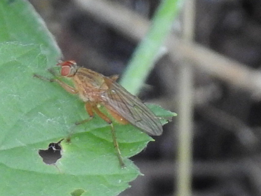 Scathophaga