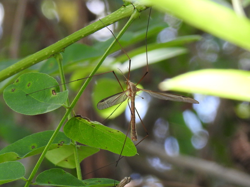 Tipula