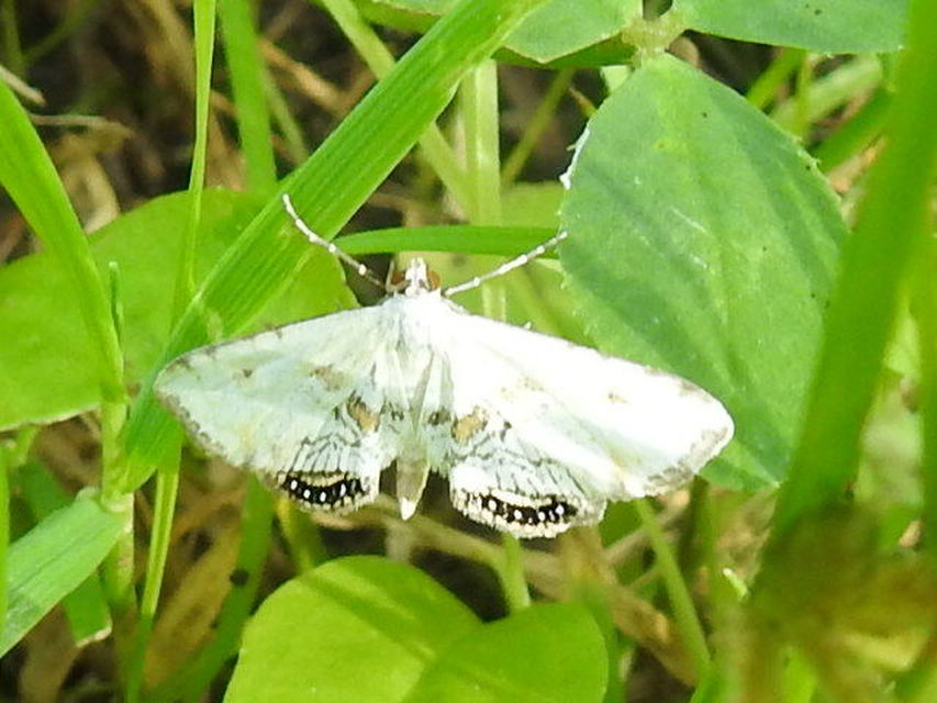 Cataclysta lemnata - békalencsemoly