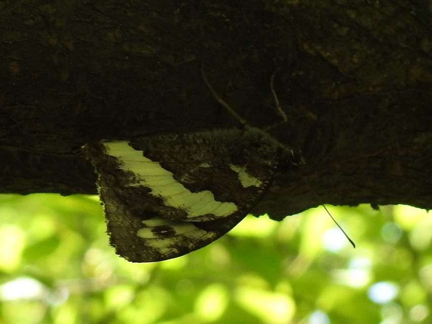Brintesia circe - fehéröves szemeslepke