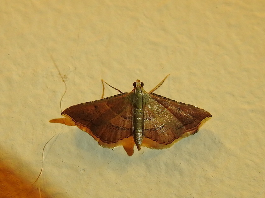 Endotricha flammealis - tüzesszárnyú fényilonca