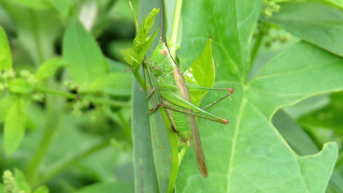 Conocephalus fuscus - kis kúpfejűszöcske