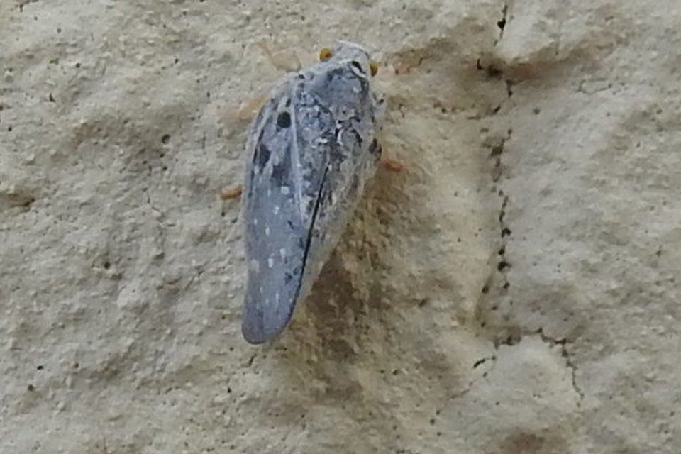 Metcalfa pruinosa - amerikai lepkekabóca