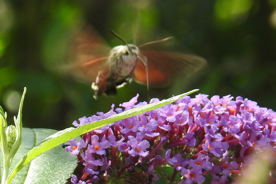 Macroglossum stellatarum - kacsafarkú szender