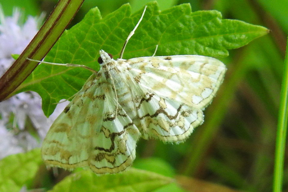 Elophila nymphaeata - tarka vízimoly