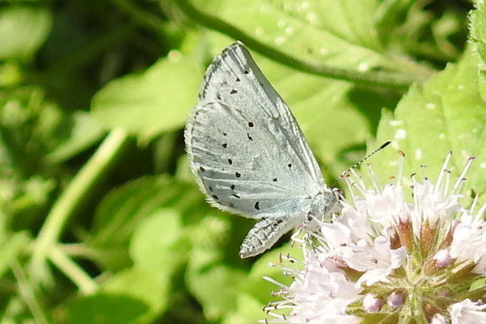 Celastrina argiolus - bengeboglárka