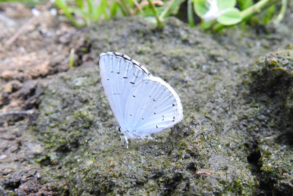 Celastrina argiolus - bengeboglárka