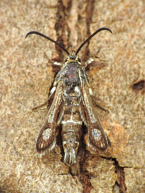 Sesiidae - szitkárfélék