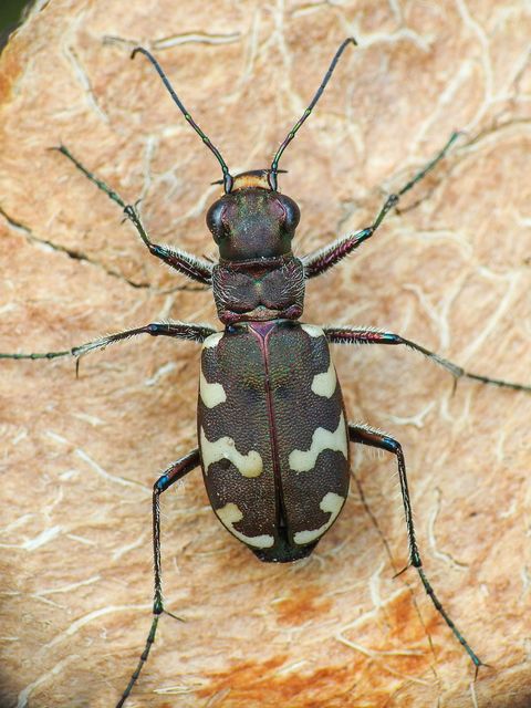 Cicindela hybrida - öves homokfutrinka
