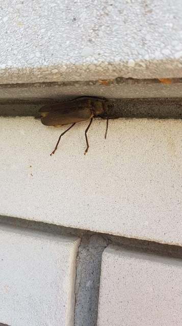 Aegosoma scabricorne - diófacincér