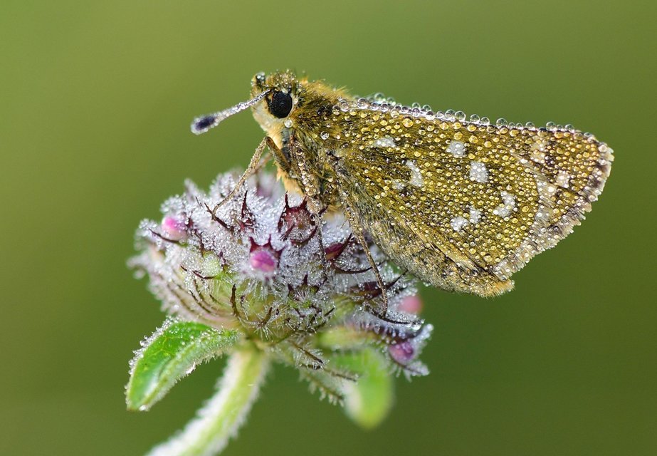 Hesperia comma - vesszős busalepke
