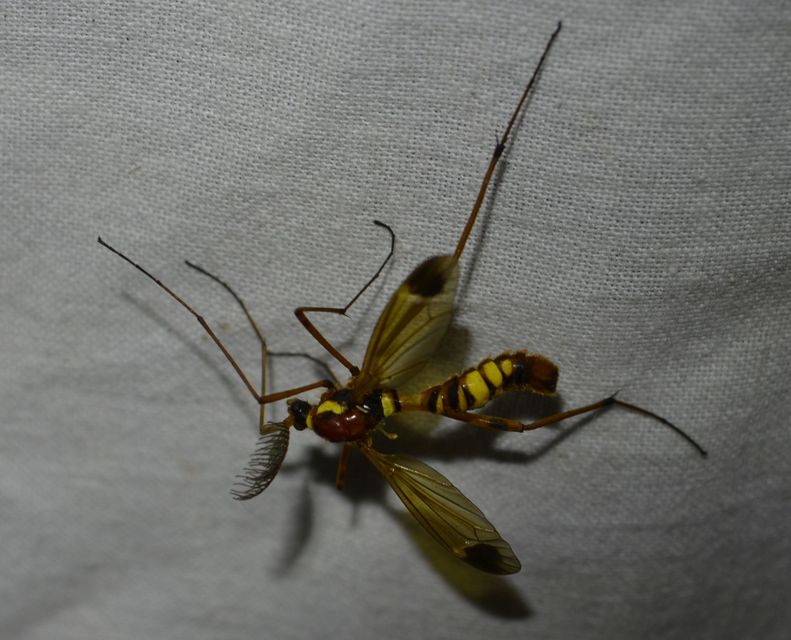 Ctenophora ornata - sárga fésűsszúnyog