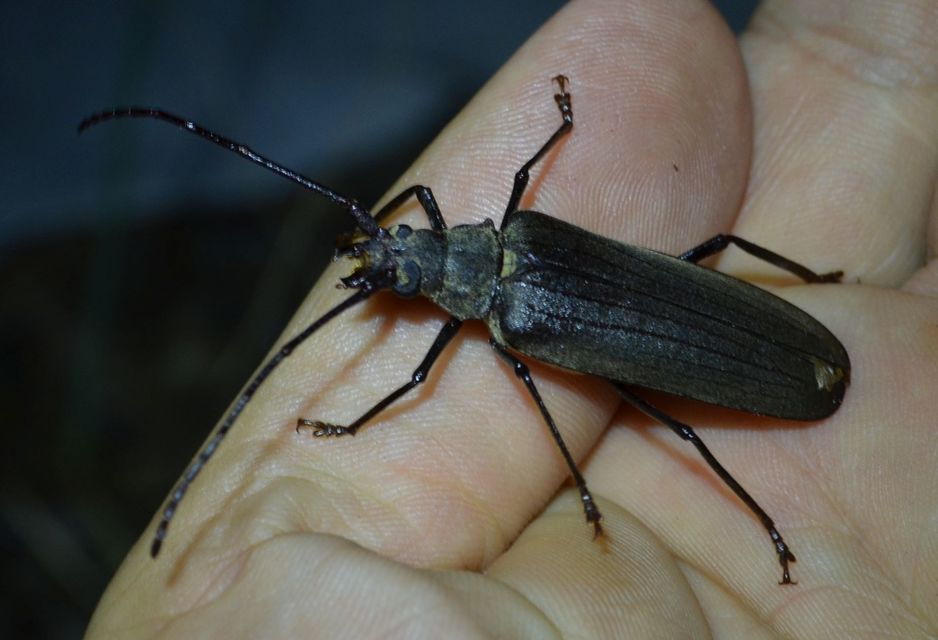 Aegosoma scabricorne - diófacincér