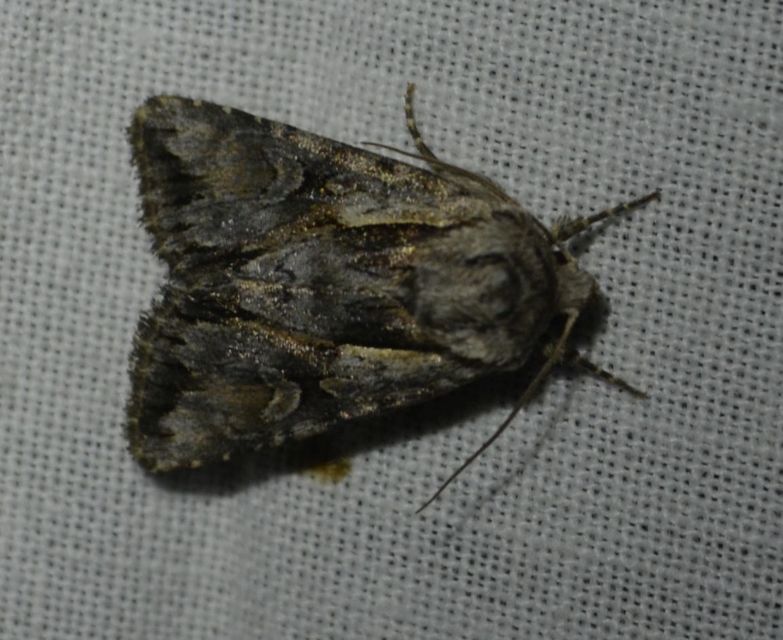 Chloantha hyperici - orbáncfű-sugarasbagoly