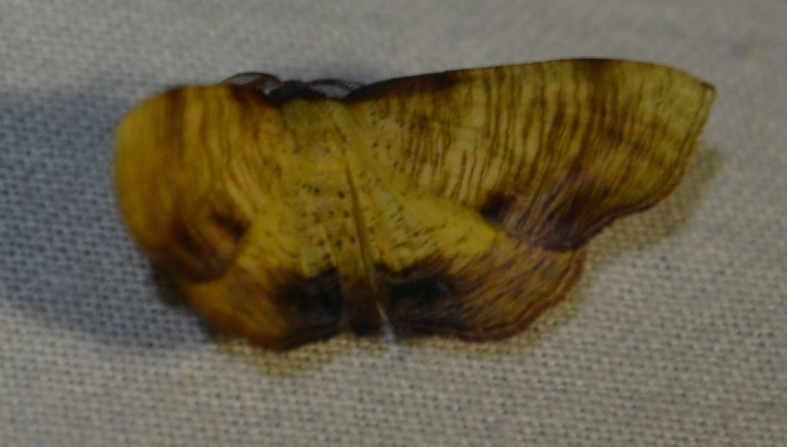 Plagodis dolabraria - baltaszárnyú araszoló