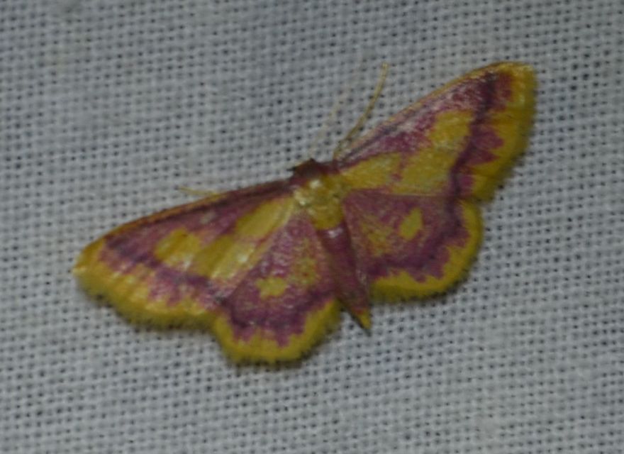 Idaea muricata - mocsári pirosaraszoló