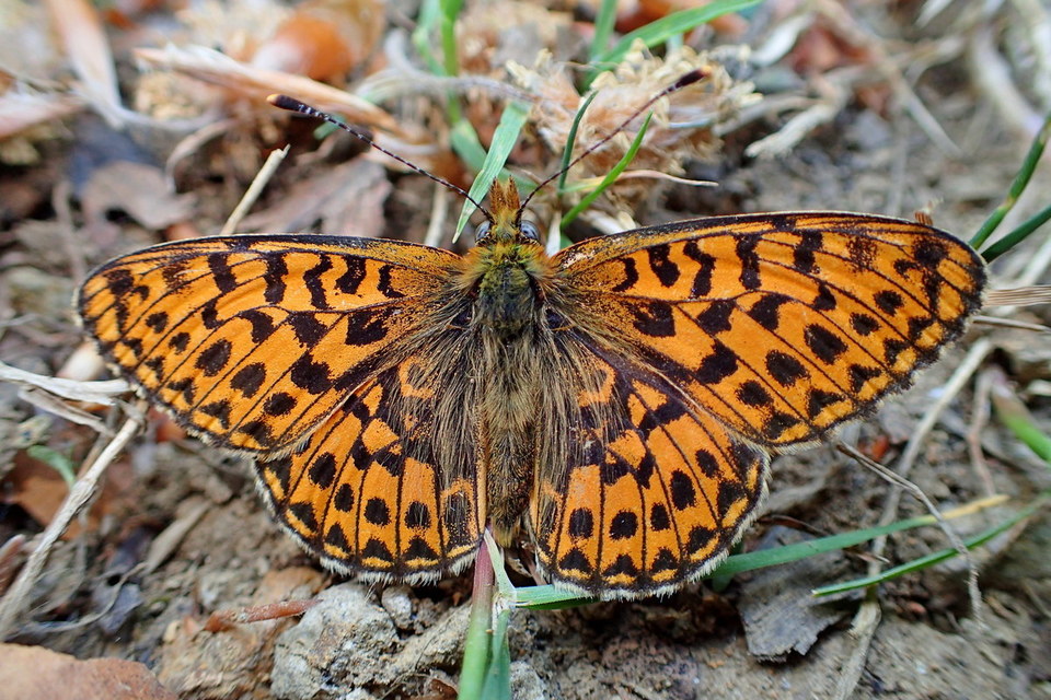 Boloria euphrosyne - árvácska-gyöngyházlepke
