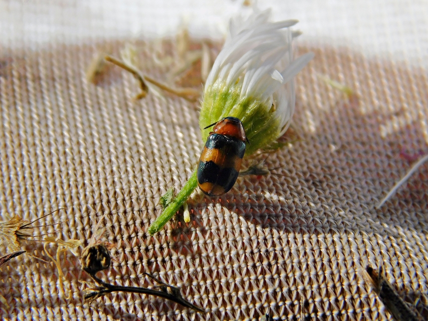 Coptocephala unifasciata - sárgalábú hullóbogár