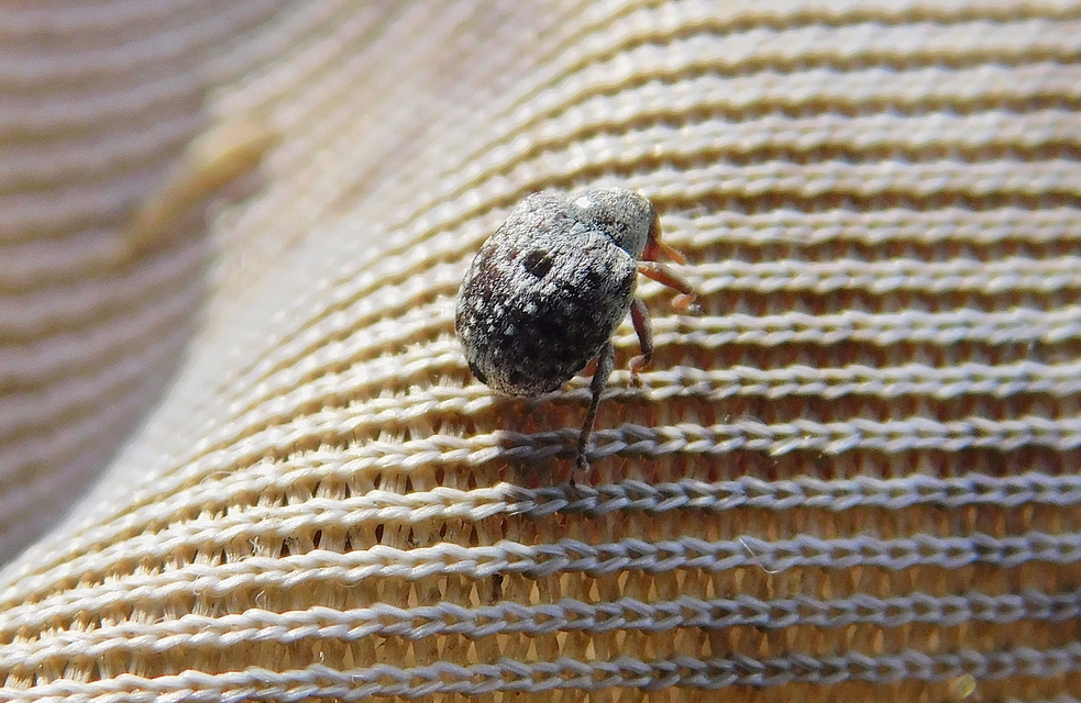 Cionus thapsus - kis ökörfarkkóró-gömbormányos