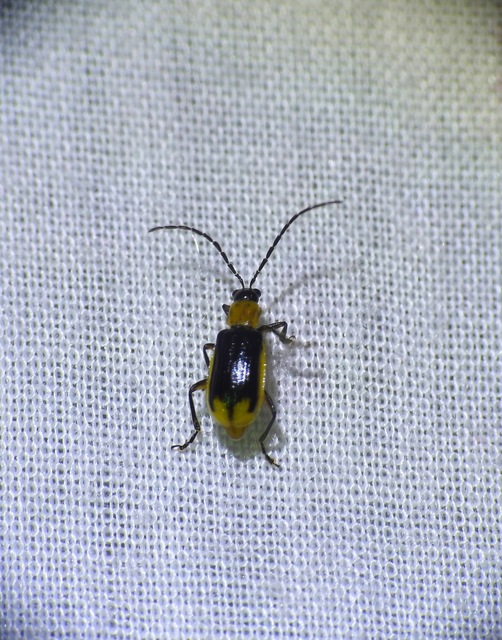 Diabrotica virgifera - amerikai kukoricabogár