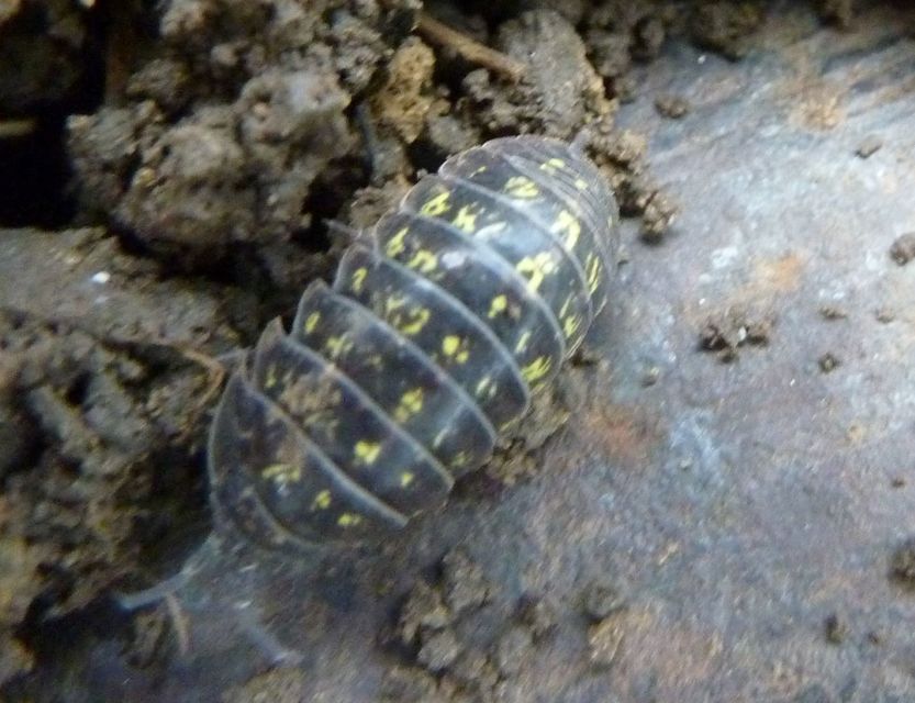 Armadillidium vulgare - szürke gömbászka