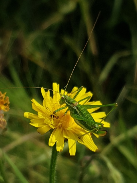 Leptophyes albovittata - közönséges virágszöcske