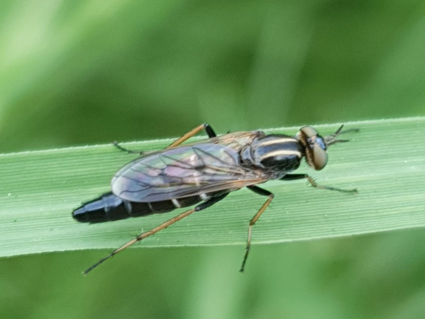Pandivirilia eximia