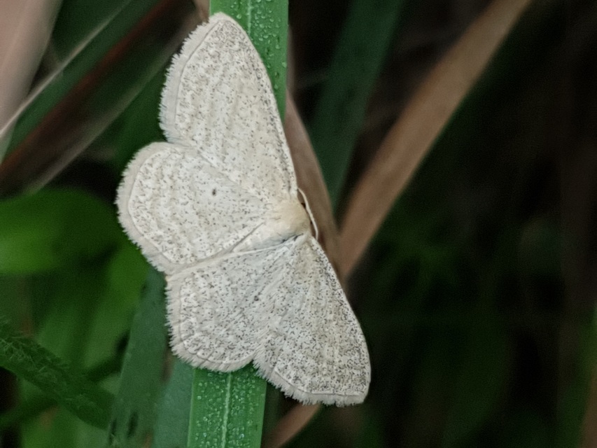 Scopula virgulata - vesszős sávosaraszoló