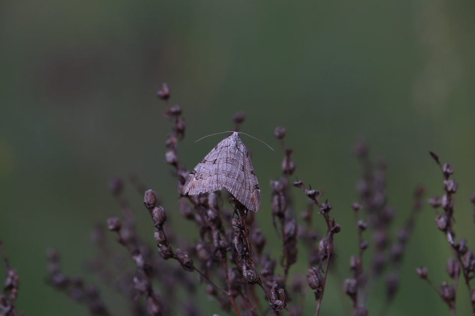 Aplocera efformata/plagiata