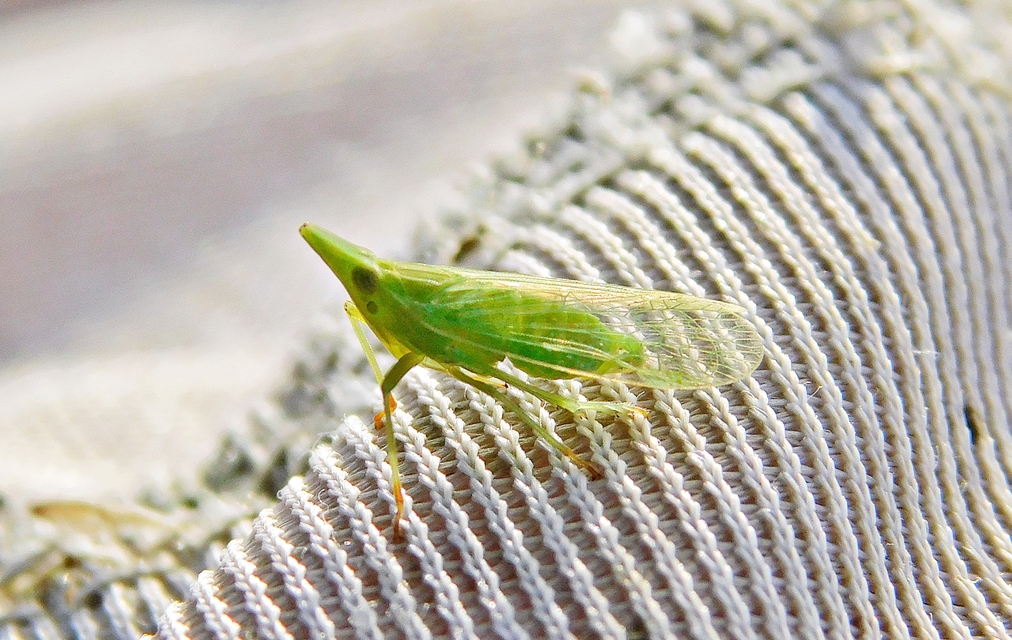 Dictyophara europaea